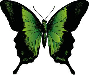 Green Butterfly PNG