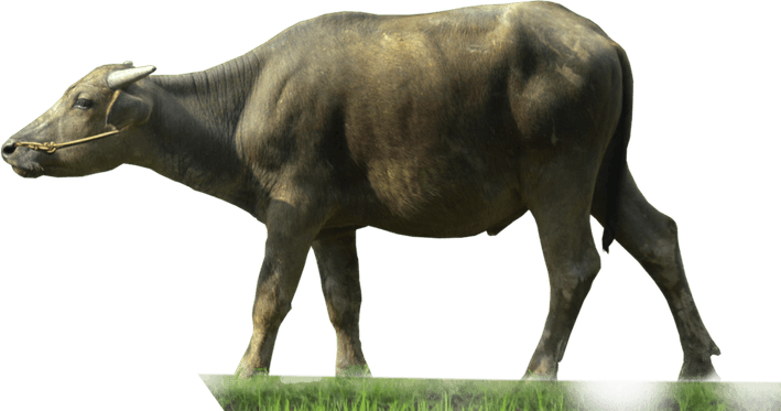 Buffalo PNG