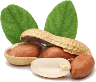 Peanut PNG