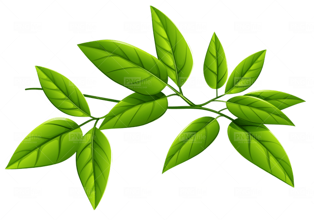 Green Leaf PNG