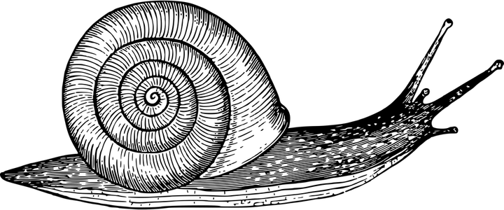 Garden Snail PNG