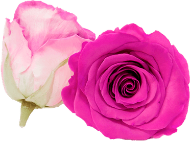 Light Pink Rose PNG