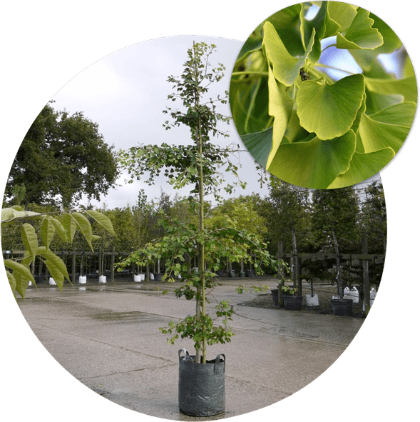 Ginkgo Tree PNG