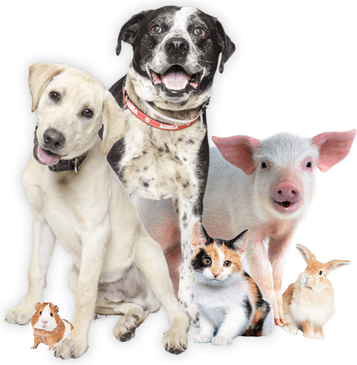 Dumb Dog PNG