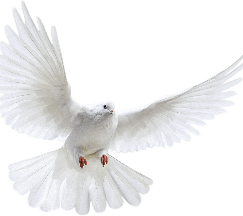 White Bird PNG