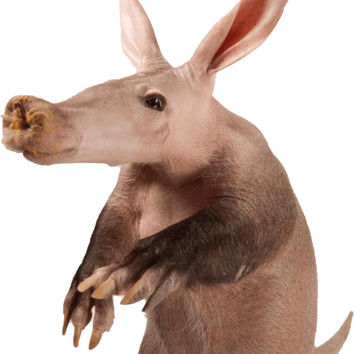 Aardvark PNG