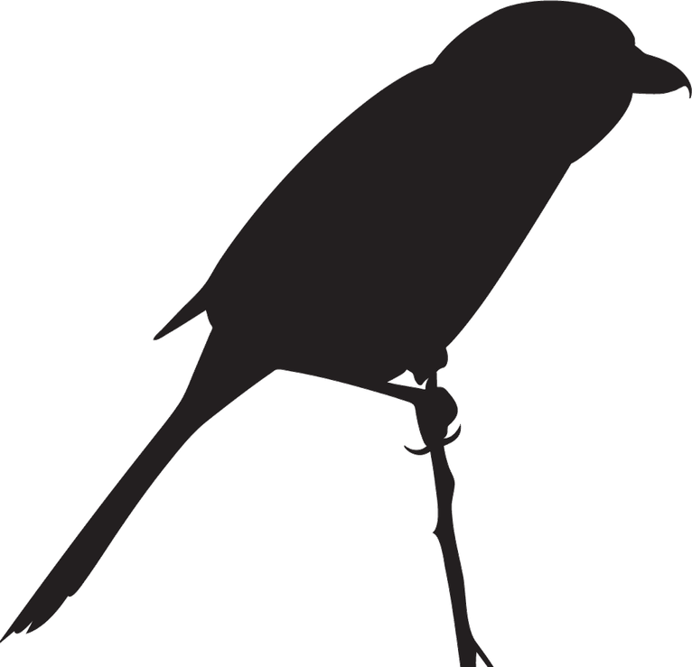 Poisonous Bird PNG