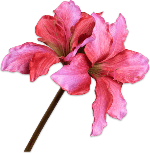 Amaryllis Flower PNG