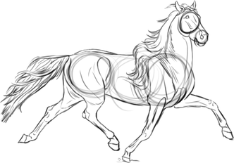 Morgan Horse PNG
