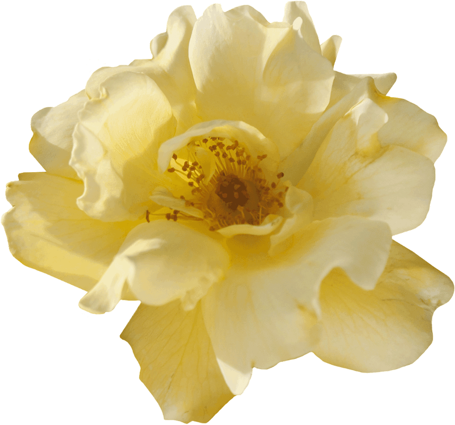 Pastel Yellow Flower PNG