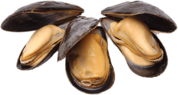 Mussel PNG