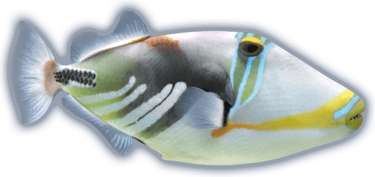 Trigger Fish PNG