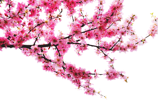 Flower Tree PNG
