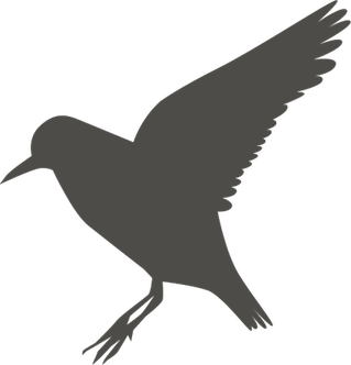 Sandpiper PNG