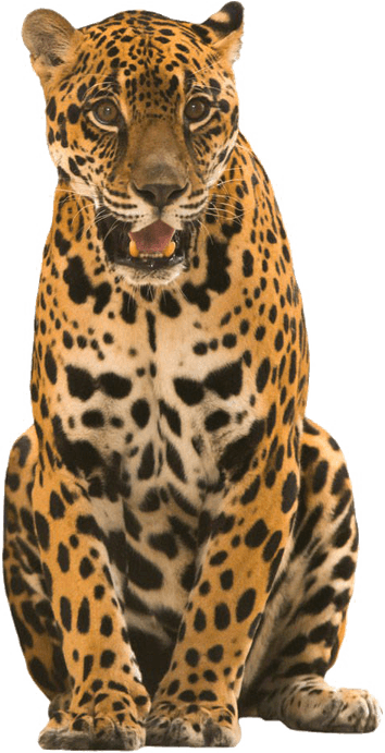 Jaguar Animal PNG