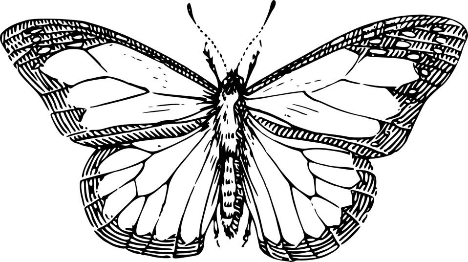 Butterfly Black And White PNG