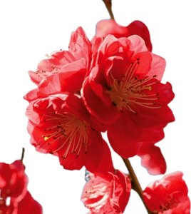 Peach Flower PNG