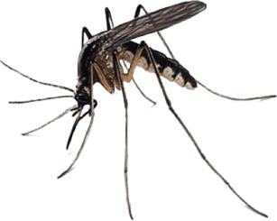 Mosquito PNG