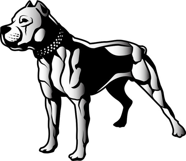 Pit Bulls PNG