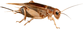 Cricket Insect PNG