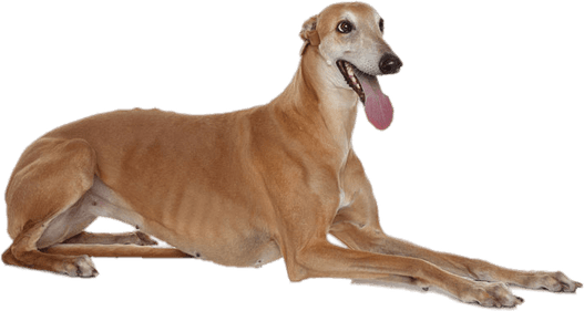 Greyhound PNG