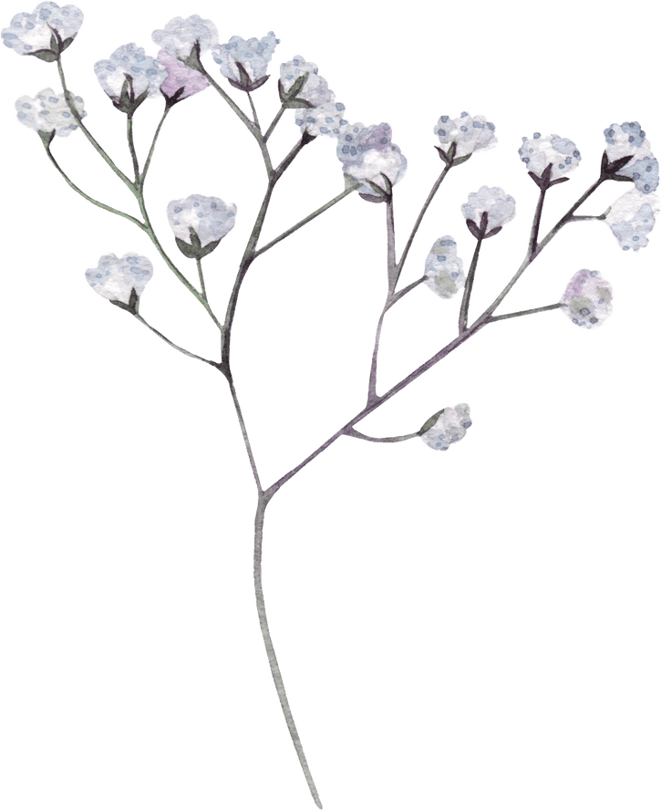 Dry Flower PNG