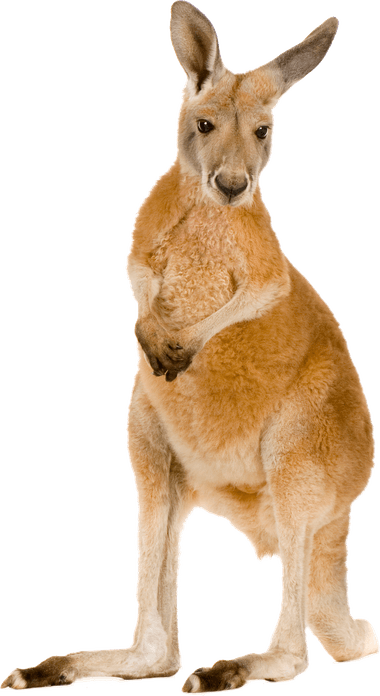 Kangaroo PNG