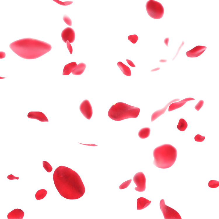 Rose Petals PNG