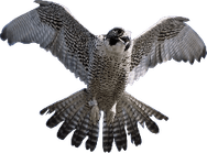 Falcon PNG