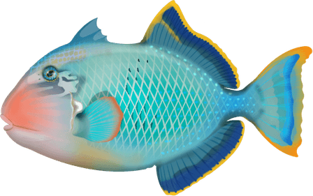 Trigger Fish PNG