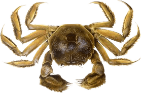 Crab PNG