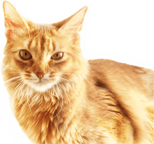Ginger Tabby Cat PNG