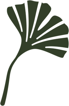 Ginkgo Tree PNG