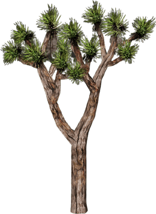 Joshua Tree PNG