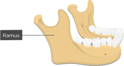 Jaw PNG