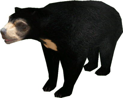 Asian Black Bear PNG