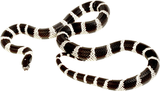 Kingsnakes PNG