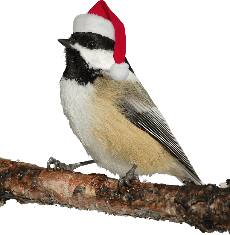 Christmas Bird PNG