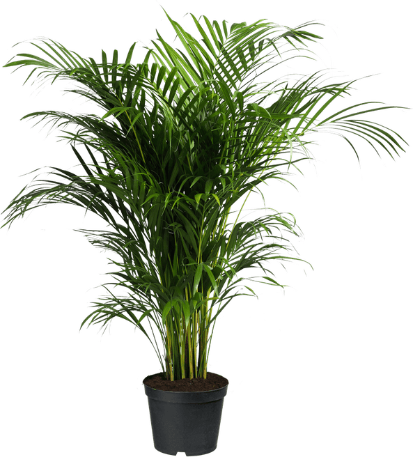 Green Plant PNG