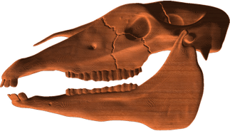 Horse Skull PNG