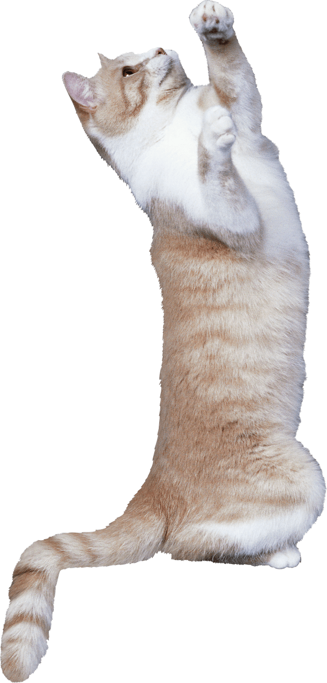 Playing Cat PNG