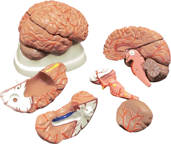 Anatomy Brain PNG