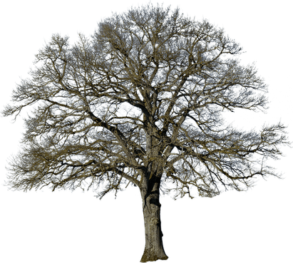 Night Tree PNG