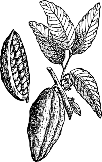 Chocolate Tree PNG