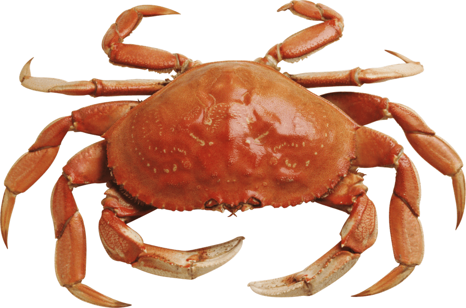 Crab PNG