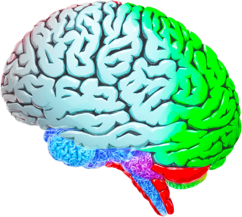 Anatomy Brain PNG