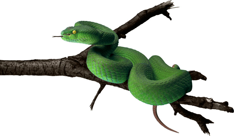 Green Snake PNG