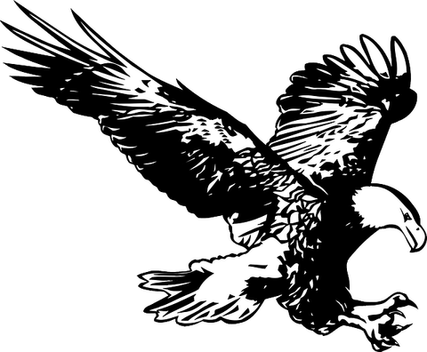 Black And White Bald Eagle PNG