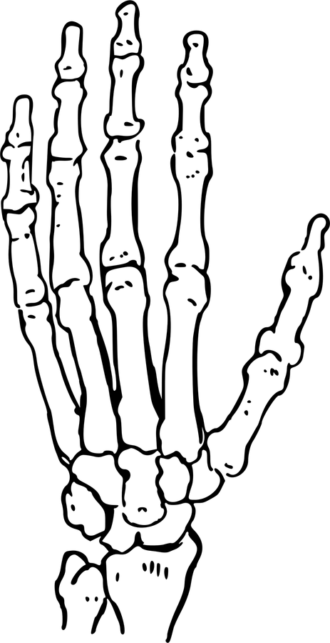 Skeleton Hand Drawing PNG