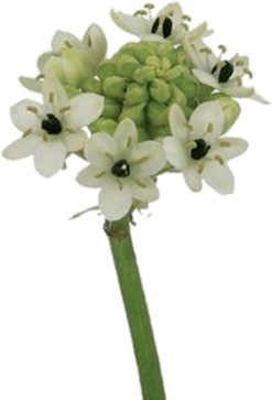 Star Of Bethlehem Flower PNG
